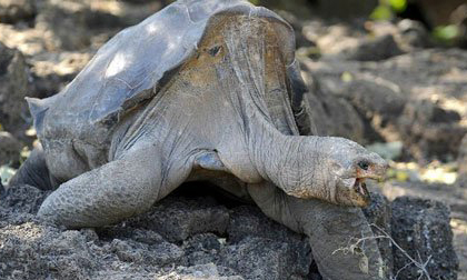 Ảnh hiếm về cụ rùa khổng lồ cuối cùng