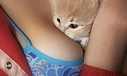 Mèo và vòng một phụ nữ