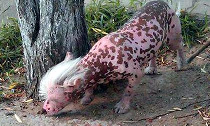 Ứng cử viên "Chó xấu nhất thế giới"