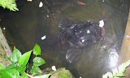 Cá trê 'khủng' dài 1,6m, nặng hơn 12kg ở Gia Lai