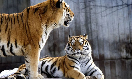 Đột nhập vào chuồng hổ để... tự sát