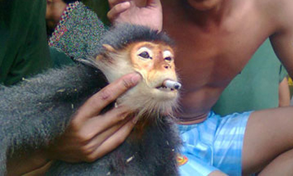 Vụ giết voọc dã man: Quân đoàn 3 vào cuộc