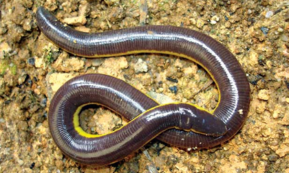 Ếch giun kh&#244;ng ch&#226;n kỳ lạ nhất Việt Nam