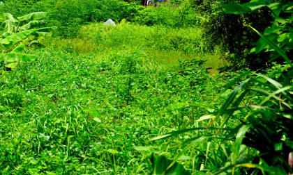 Vụ chân trôi sông: Tháo khớp bán nội tạng hay gây khó CQĐT?