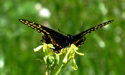 Thứ Hai của bạn (13/8/2012)