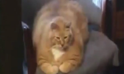 Những chú mèo... thích đùa