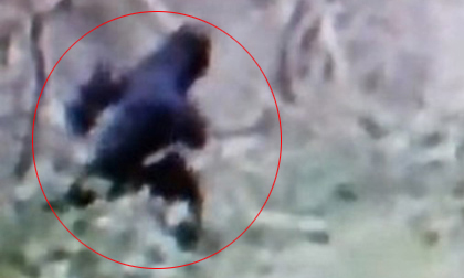 Bằng chứng mới về dã nhân khổng lồ