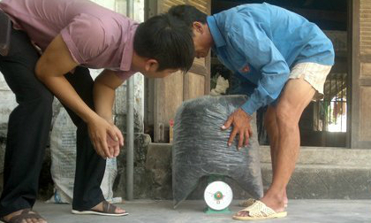  Bắt ong bầu bán cho Trung Quốc - Một tội ác