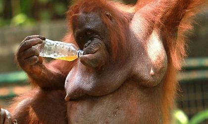 Những khoảnh khắc "cười ngủ" của động vật (P11)