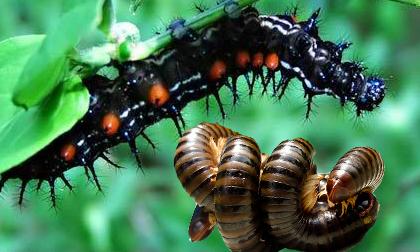 Những con vật "made in" Việt nhìn là 'rùng mình'