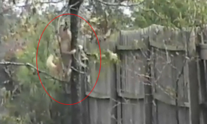 Chó leo cây như sóc