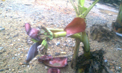 Gốc chuối… trổ buồng 5 nải