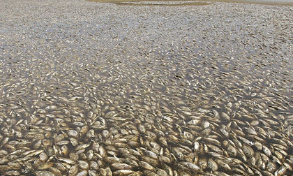 Bãi biển cá chết trắng xóa kỳ lạ ở California