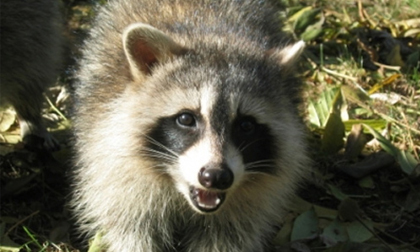 Bị cắn đứt 'của quý' vì hiếp dâm gấu mèo