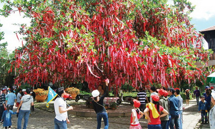 Giới trẻ háo hức với 'cây tình yêu'