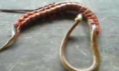 Pha vật lộn quyết tử của rắn và rết khổng lồ gây "sốt"
