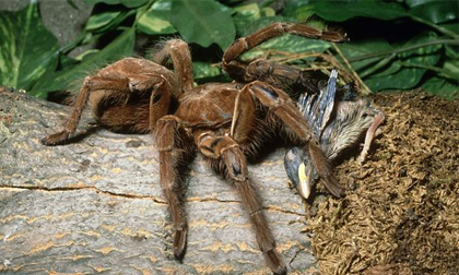 Video: Nhện khổng lồ xơi tái chuột