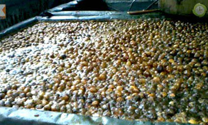 Rùng mình mứt trộn ruồi chết 