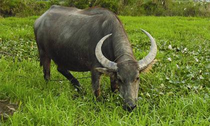 Tư thương Trung Quốc đổ xô mua phân trâu khô