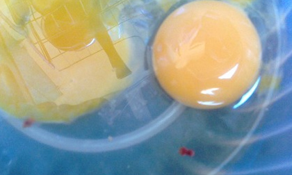 Sự thật về hàng loạt "sinh vật lạ" mới xuất hiện