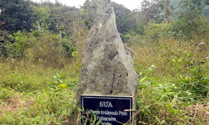 Kiểm lâm bán cây sưa 600 triệu ở VQG Cúc Phương