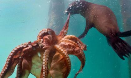 Cuộc "tử chiến" giữa hải cẩu và bạch tuộc khổng lồ dưới đáy đại dương