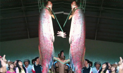 Bắt được cá huyết rồng nặng 70 kg ở An Giang