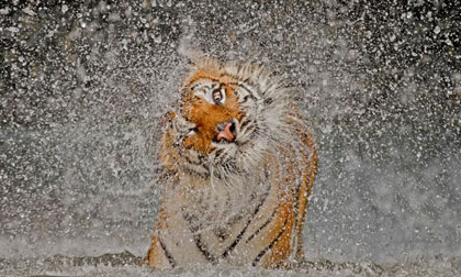 Những bức ảnh tự nhiên tuyệt đẹp đoạt giải năm 2012