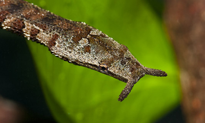 Ngắm loài rắn mọc râu độc nhất vô nhị của Việt Nam