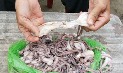 Đến lượt bạch tuộc bị làm giả