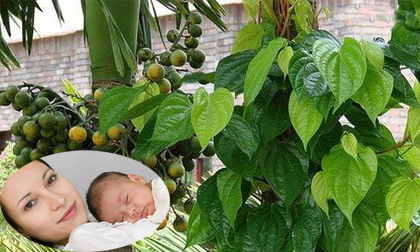 Lá trầu – Không thể thiếu sau sinh