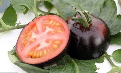 Cà chua đen có khả năng chống ung thư