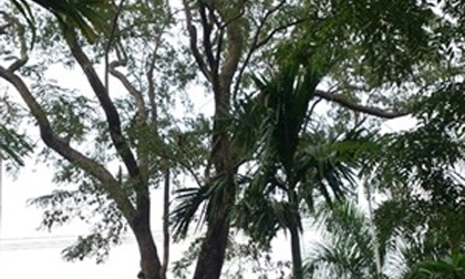 Rao bán 'cụ sưa' 200 tuổi giá 50 tỷ