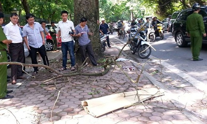1 phụ nữ bị cành cây rơi trúng đầu tử vong cạnh CV Bách Thảo