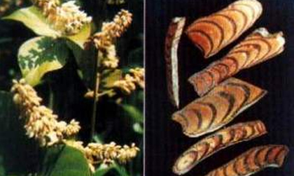 Bài thuốc trị bong gân