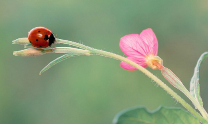 Thế giới đẹp như tranh vẽ của loài bọ rùa