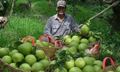 Bưởi Năm Roi trúng mùa, được giá