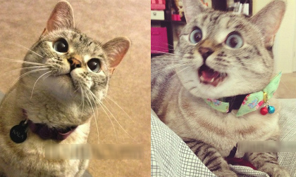 Bật cười trước những chú mèo ngơ ngác như trẻ thơ (P2)