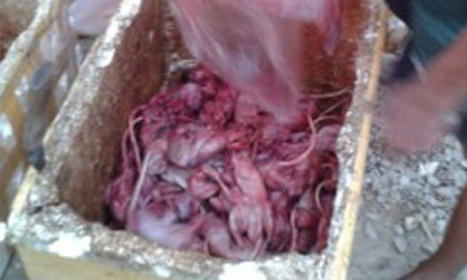 'Bò viên' từ thịt chuột vào nhà hàng Việt như thế nào?