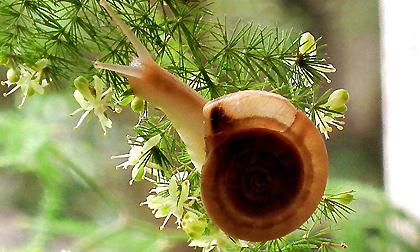 Ngắm cận những chú ốc sên đẹp mê hồn