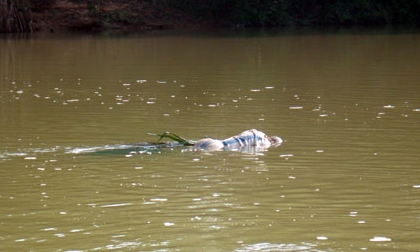 Hà Nội: Phát hiện xác chết nổi trên sông Hồng