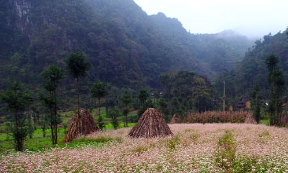 Mùa tam giác mạch Hà Giang