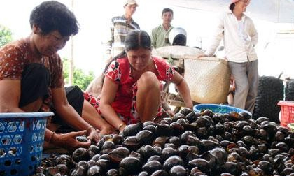 Người Hà Nội đổ xô săn ốc bươu vàng thu bạc triệu/ngày