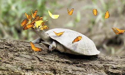 Bướm rừng Amazon nhộn nhịp đi uống nước mắt rùa