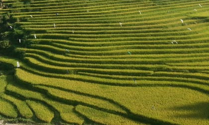 Quyến rũ sắc vàng mùa gặt ở Lùng Khấu Nhin