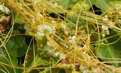 Hạt tơ hồng - Vị thuốc của quý ông