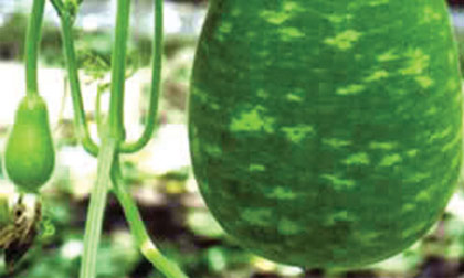 Ăn bầu giải độc