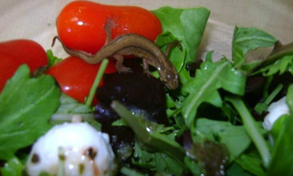 Hoảng hồn vì động vật hoang dã bò trong salad rau