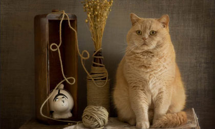 Ngắm những chú mèo đẹp như tranh vẽ