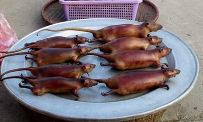 Buôn thịt chuột thu bạc triệu mỗi ngày